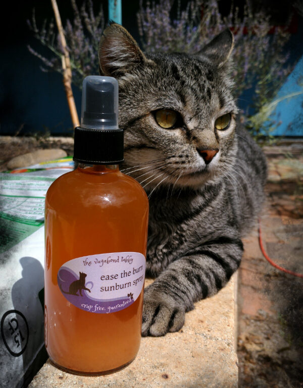 A large glass bottle filled with golden brown liquid. Behind it is a large grey tabby cat.