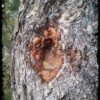 An open spot in the bark of a pinyon tree, where a branch has been cut off. Golden-brown nuggets of resin surround it, covering where the bark was cut.