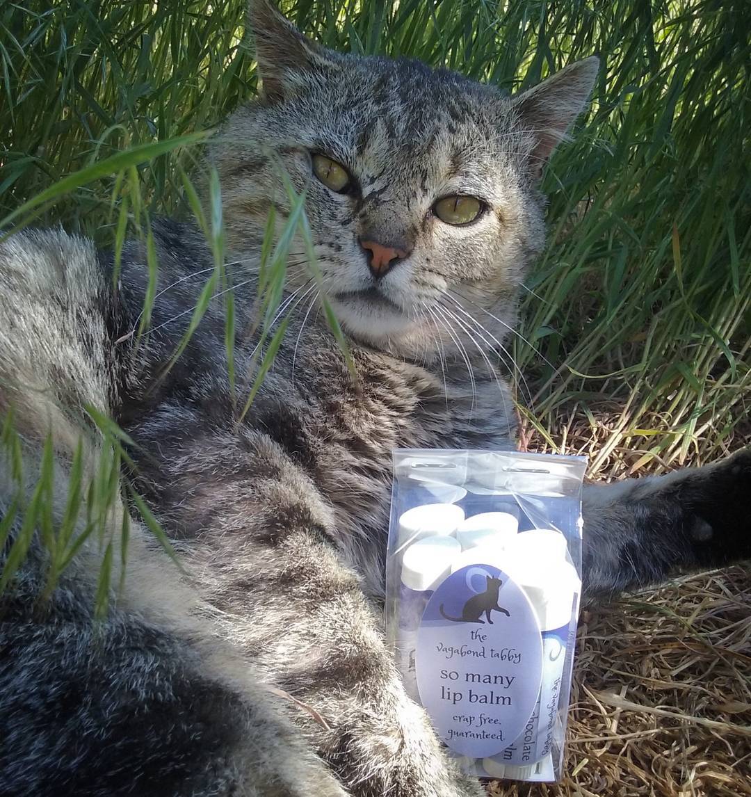 Major Tom, a big grey tabby, is flopped on his side in the grass. Tucked between his paws is a plastic bag with six tubes of lip balm inside. Tom looks really offended by this.