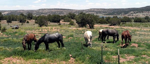 A small herd of six horses, all with their heads down, grazing. They're scattered around a back yard filled with sagebrush & ragweed; in the background are evergreen trees & then low hills. Two are chestnut, two are dark grey, & two are very pale tan.