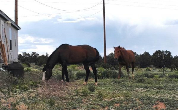Two horses, a dark shestnut & a lighter brown. They're both grazing very close to the house that's off to the left of the picture.