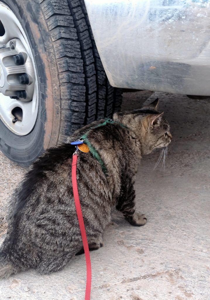 Major Tom, sitting next to a large vehicle tire & looking under the vehicle. His ears are forward but his head is down, showing that he's curious but wary.