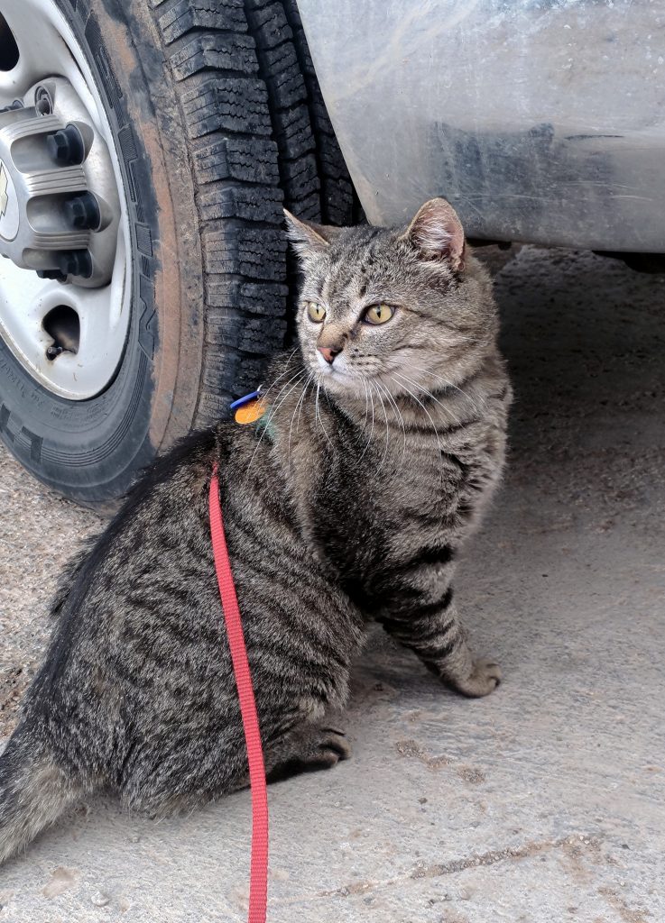 Major Tom is sitting in the same spot, but is now looking over his shoulder, ears forward, looking VERY interested.