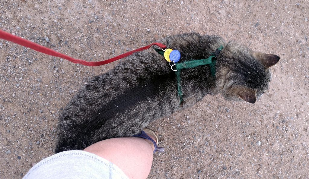 A large grey tabbycat, Major Tom. He's wearing a green harness & red leash, & he's standing up, looking off to the side of the photo & leaning firmly against the leg of a white person.