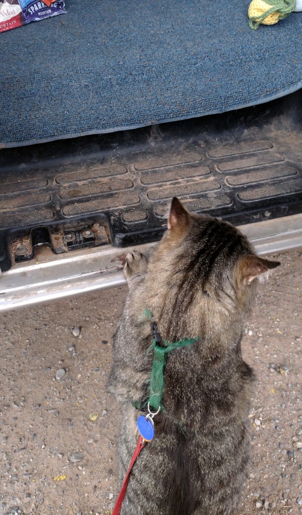 Major Tom is standing on the ground next to the van, but he's got his paws up on the running board. His ears are out to the sides.