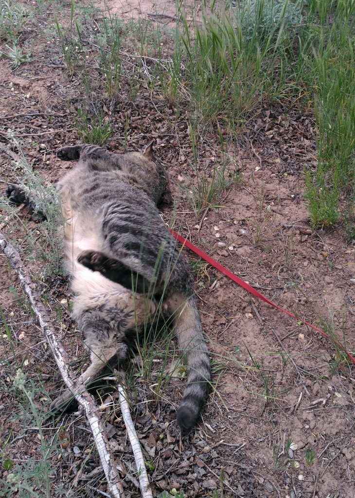 Major Tom, rolling in a patch of dirt and grass. He's a little blurry with the motion. There's a LOT of pale belly fur showing.