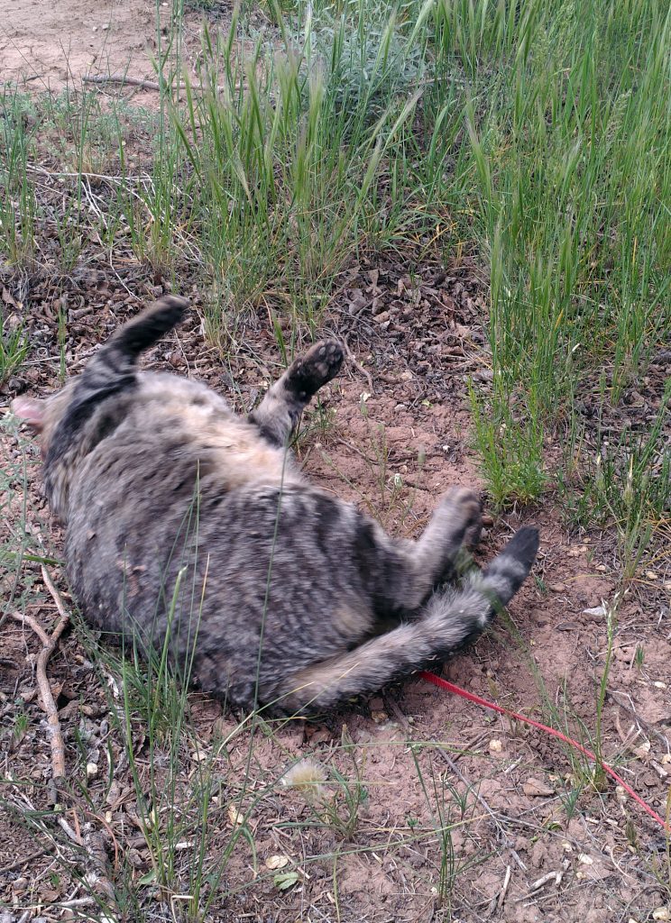 He's still rolling, but on the other side now, front paws sticking up in the air.