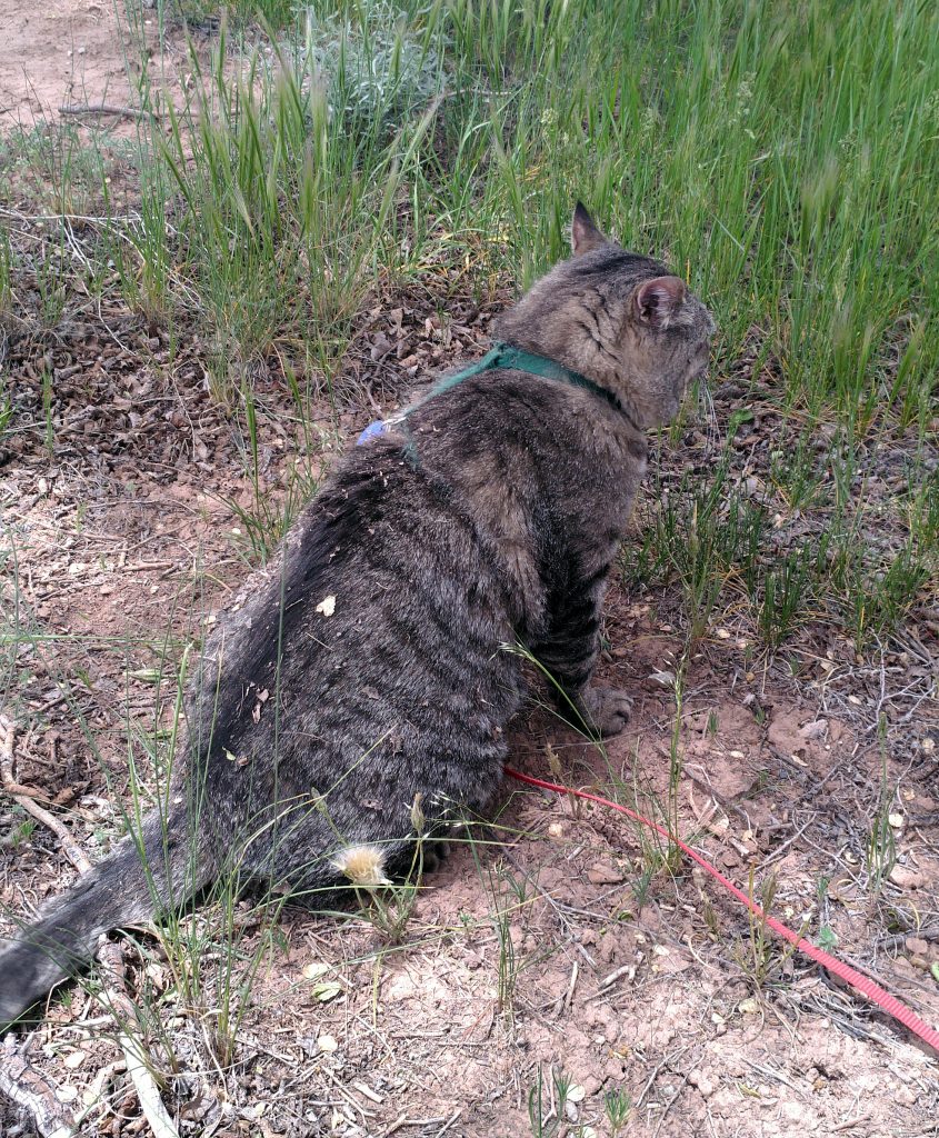 Major Tom sits facing away from the camera. He's COATED in bits of plant & his fur is distinctly browner than usual.