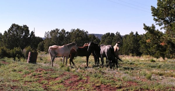 A small herd of horses, standing on grass & low scrub, with evergreen trees in the background.