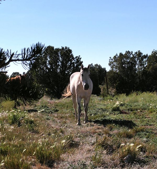 One of the light tan horses faces directly towards the camera from maybe fifteen feet away. He's got a dark grey muzzle & his tail, which is swished off to the side, is a darker tan than the rest of him.