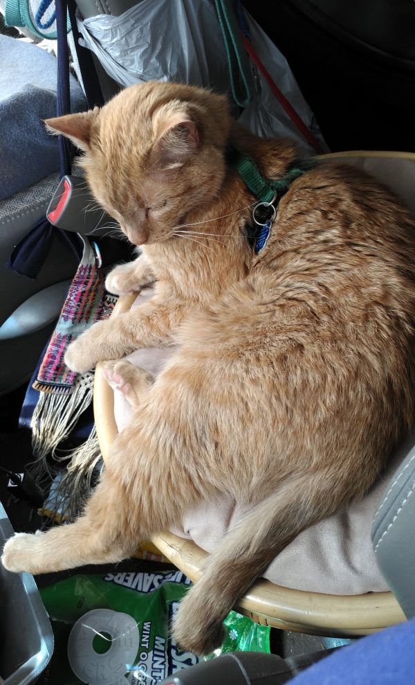 Loiosh, an orange tabbycat wearing a green harness, curled up on a cat bed in between the van front seats.