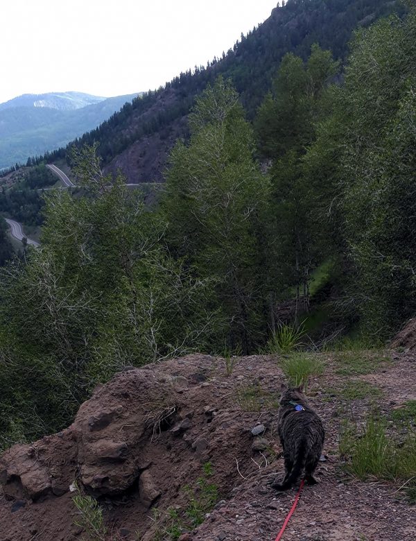 The same mountain pass from a different angle, with part of the road descending in the background. Major Tom, trailing his leash, is looking off to the side with ambivalent ears.