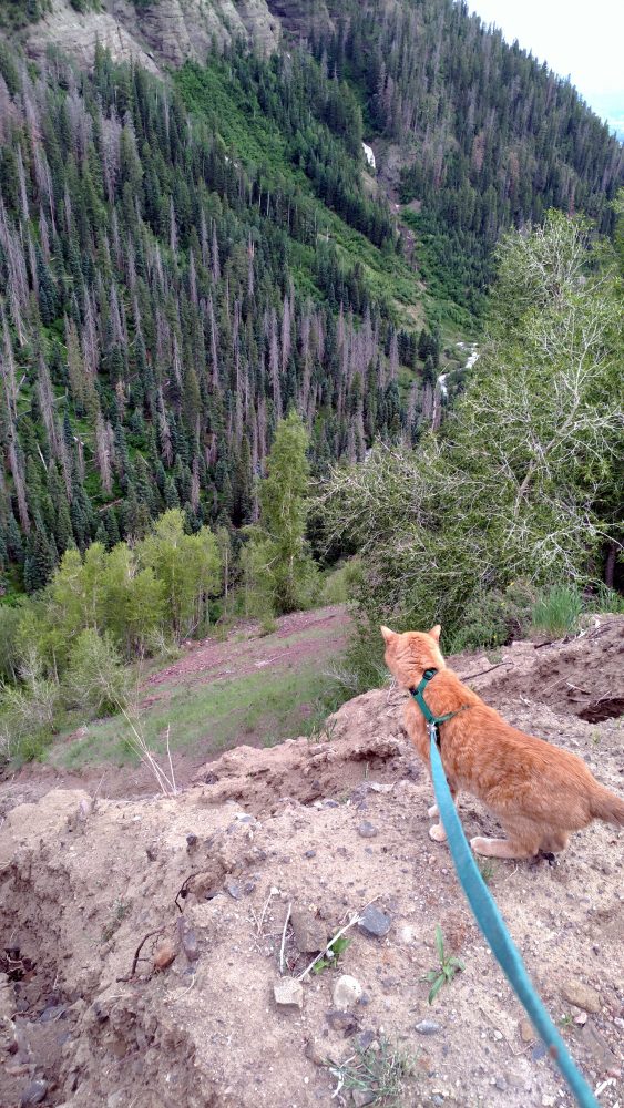 A view down a precipitous mountain pass, with evergreen trees & a mountain stream running at the bottom. In the foreground is Loiosh, looking down the pass with attentive ears. The person holding the camera also has a pretty good grip on his leash.