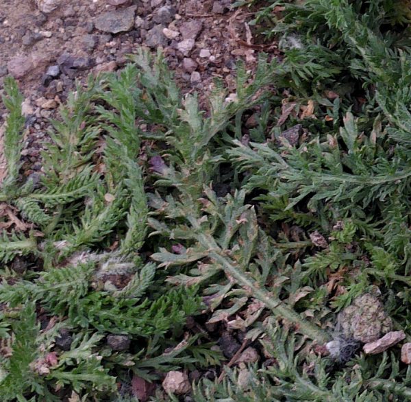 A closeup on feathery yarrow leaves growing out of a bed of gravel.