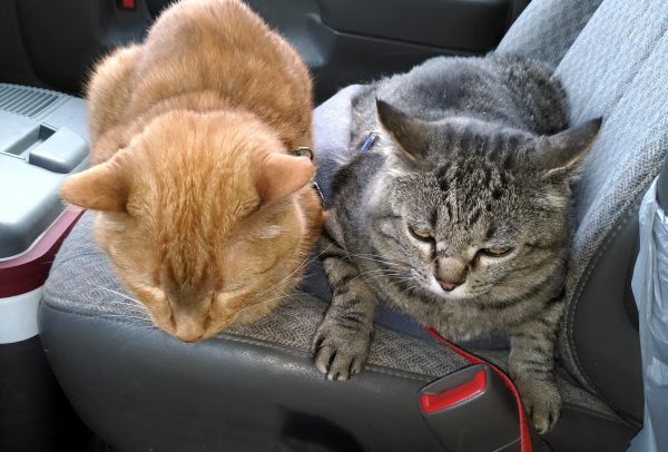 Loiosh & Major Tom meatloafed next to each other on the front seat of the van. Neither of them looks particularly thrilled with the idea.