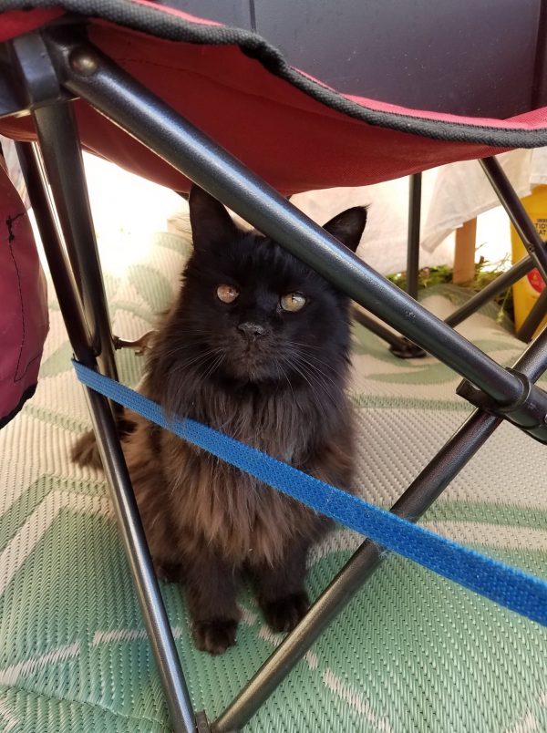 Hades is sitting under a folding camping chair, with his leash wrapped around the legs so he can't move much. He's giving the camera a piteous look.