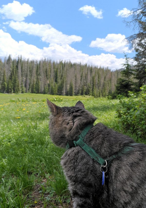 Major Tom, sitting facing away, over green meadows with evergreen trees in the background. Above it all stretched deep blue sky with perfect puffy white clouds.