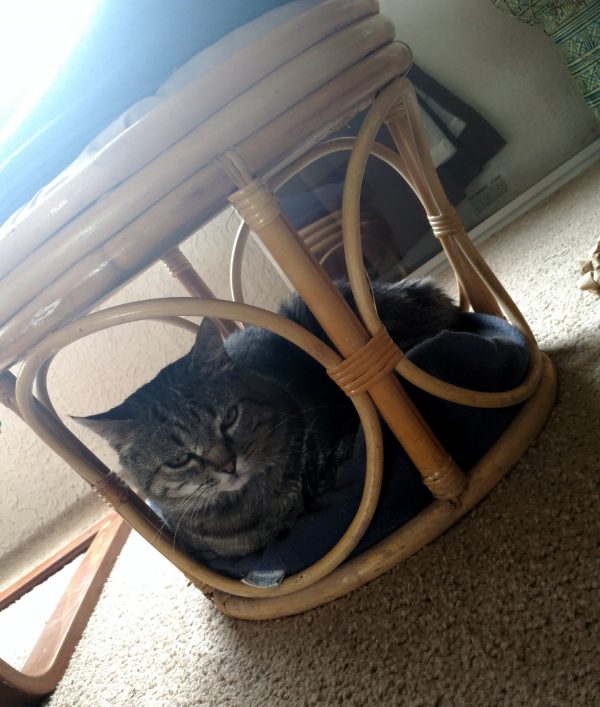 Major Tom, curled into a round cat bed that's wedged into the base of a wicker footrest.