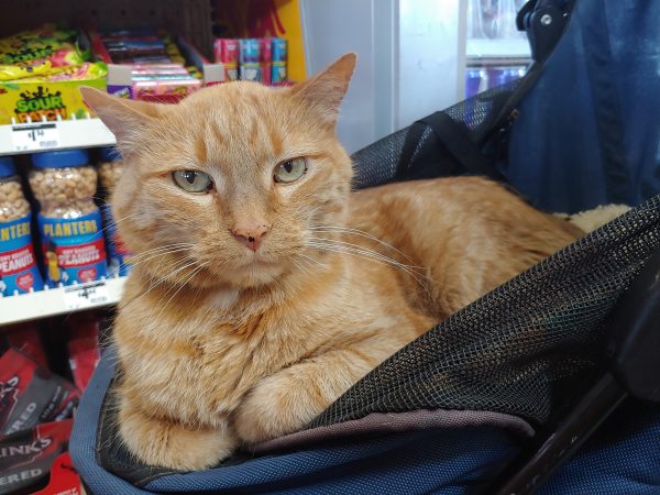 Loiosh, curled up in his stroller with his paws neatly tucked under him, gazes out at the camera with skeptical ears.