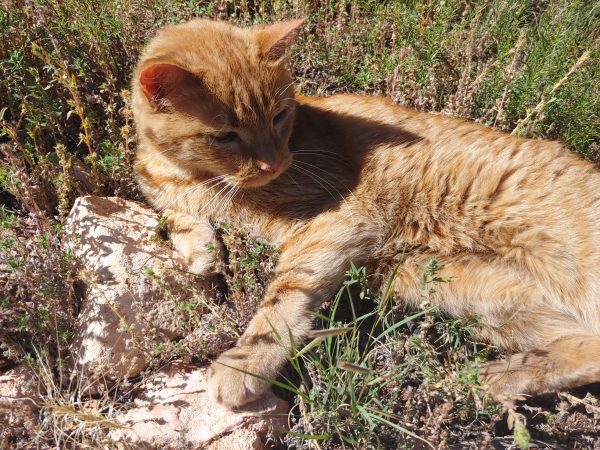 Loiosh is laying on his side in the grass, leaning up on his right front leg, with his left front paw resting on a rock.