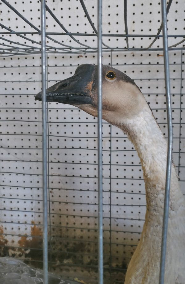 The long, sinuous neck & head of a grey goose, which is looking out at the camera with a cranky expression.