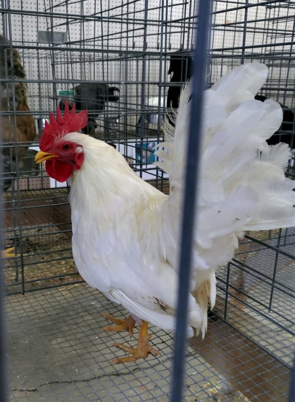 A white-feathered rooster. His beak & legs are yellow, & his wattles are red. Basically he's got that Foghorn Leghorn thing going.