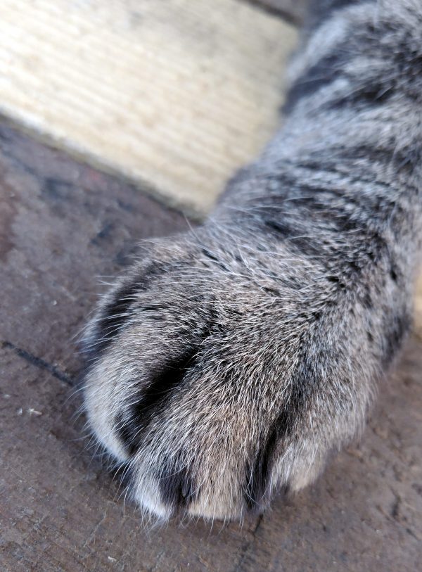 A closeup of the worktable top, upon which, in possessive fashion, rests a large grey paw.