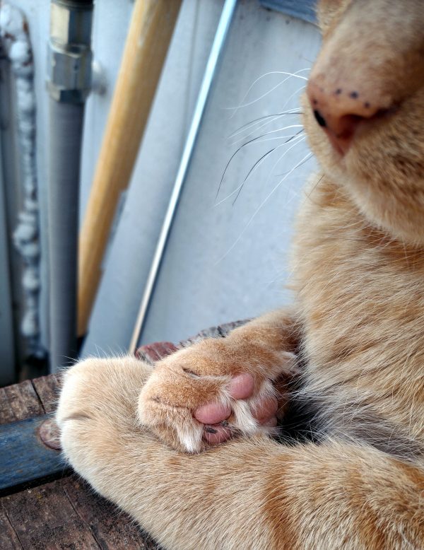 A very closeup of Loiosh, showing his nose & his front paws. One of his paws is laying flat & the other is curled over it, showing pink toebeans.
