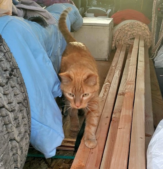 A bunch of 2x4 boards piled in the back of my van. Loiosh has one of his front paws up on one of them, & is clearly in the process of walking right out the back door of the van.