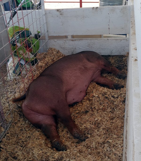 This piggy is a pretty red-brown all over, & is flopped on their side in a pile of wood shavings. They're REALLY asleep.