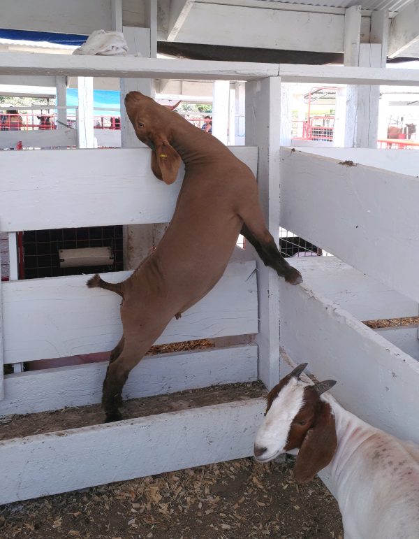 A brown goat stands with their hind hooves in the feed bin & their front hooves resting on one of the boards making up the pen. They also have their head tilted back VERY FAR, because, apparently, of Reasons.