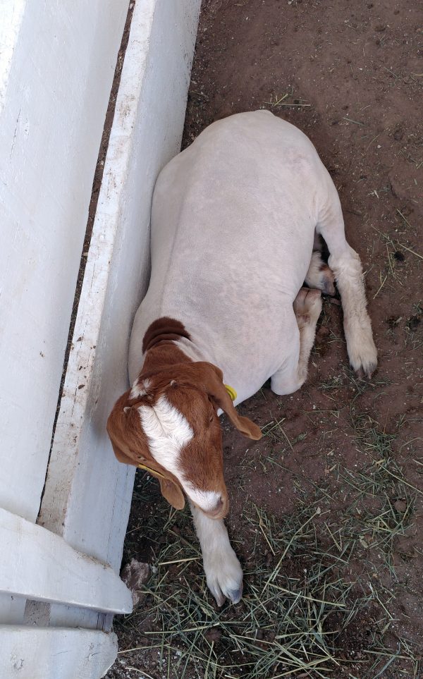 A mostly white goat with a brown neck & head, seen from above, lying at his ease in a pen.