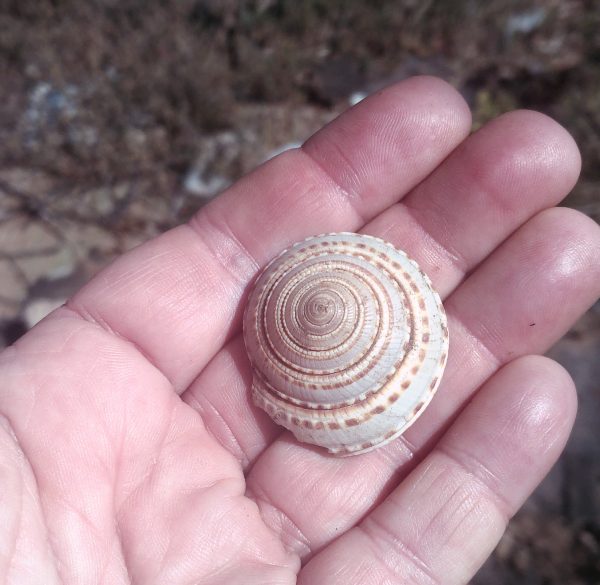 It's a spirally shell.