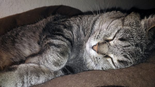 Major Tom, a grey tabbycat, laying on his left side facing the camera. His paws are tucked un in front of him in the MOST adorable way & his eyes are peacefully closed.
