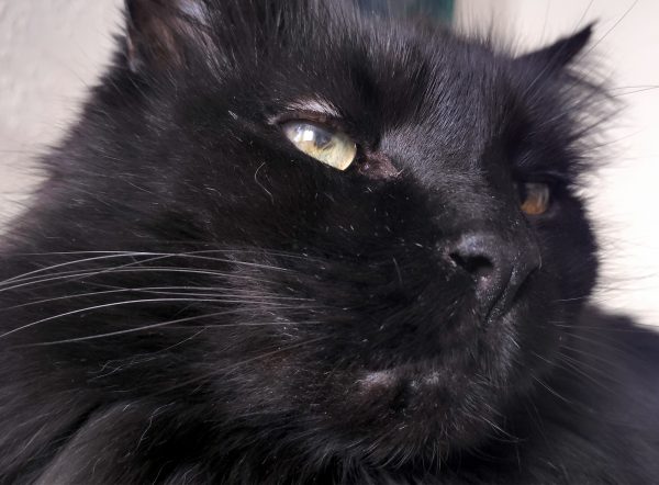 A closeup on Hades' face. He's a fluffy black cat with yellow-green eyes. The pupil of his right eye is oddly shaped.
