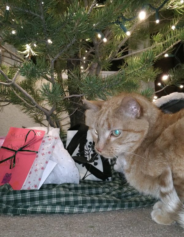 Loiosh is kind of hunkered up under the tree, facing off to the left.