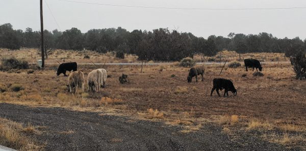 A wide view of the front yard, with six cows scattered around grazing.