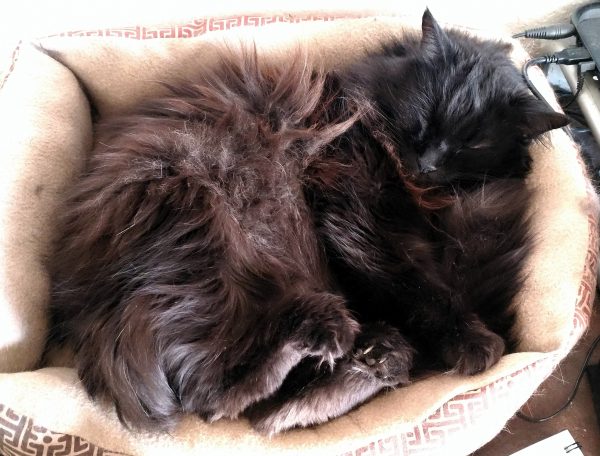 Hades, a longhaired black cat, is curled up on his side in a cat bed. Because, apparently, of Reasons, he's holding his hind legs out a bit & all of his toes are curled up tight.