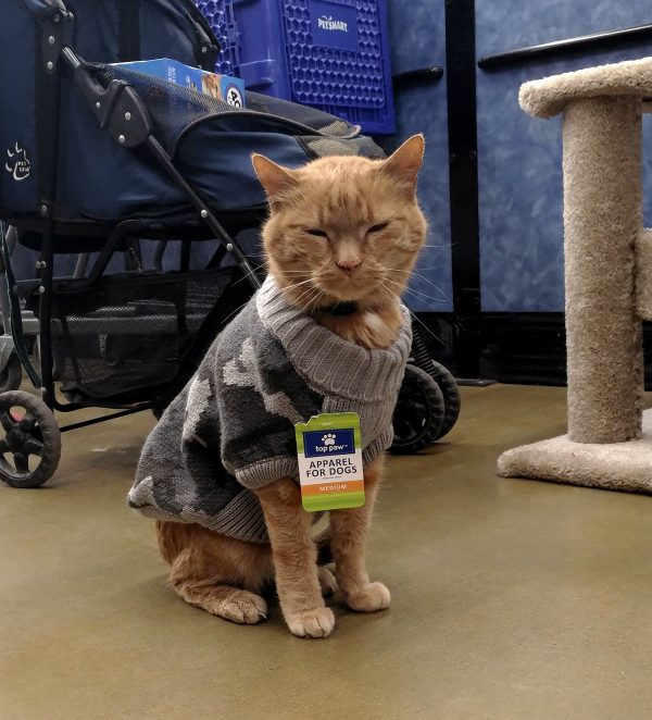 Loiosh, an orange tabbycat, is sitting on the floor of PetSmart. He's wearing a grey camouflage sweater with a tag that says 'apparel for dogs'. He's making happy blinky eyes.