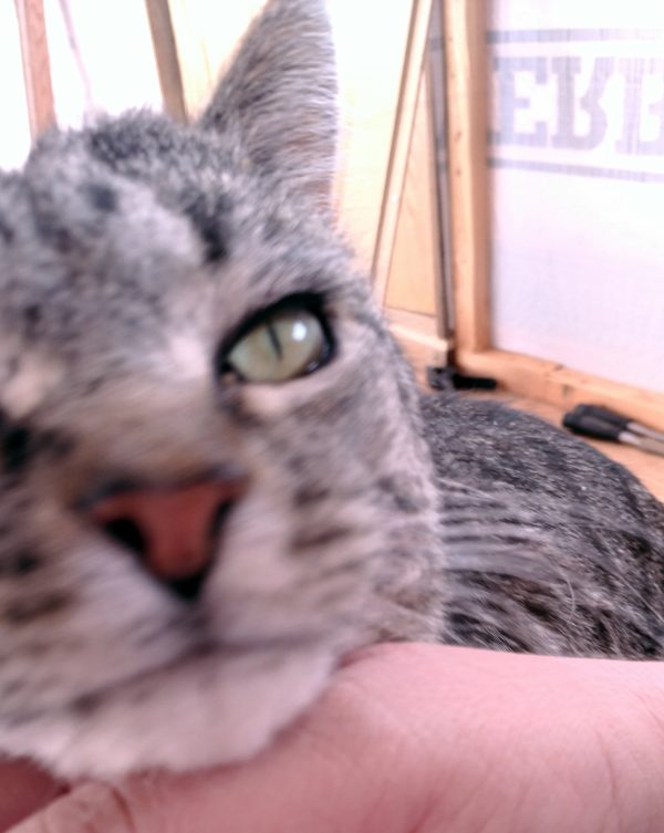 An extreme & blurry closeup of Tom's face, which he's rubbing on my hand with extreme vigour.