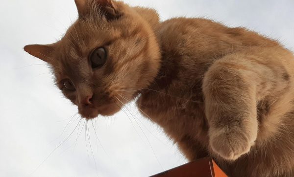 Loiosh, seen from below, the sky behind him, a small corner of orange machine beneath him. One paw is raised, & he's eyeing the jump to the ground.