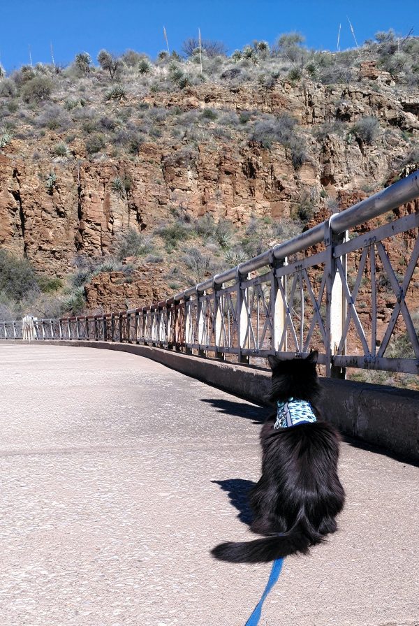 Hades, in his cute blue harness, sits on the old bridge, facing away from the camera, his fur tossing in the breeze.