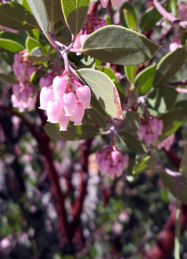 It's a close shot -- the leaves are oval, slightly rough, & olive green; the flowers are tiny pink bells that bloom in hanging-down clusters.