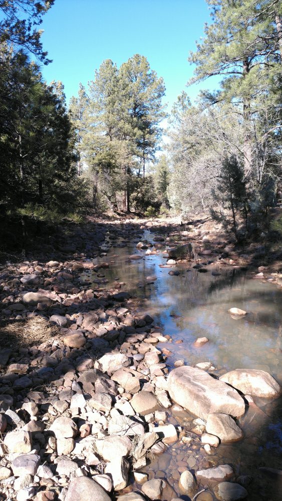 A view down a shallow, rocky creek, running between tall trees with the blue sky above.