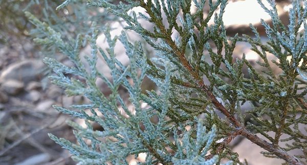 Most of the needled on this juniper are the usual dark green but the new growth at the tips is an odd almost-turquoise.