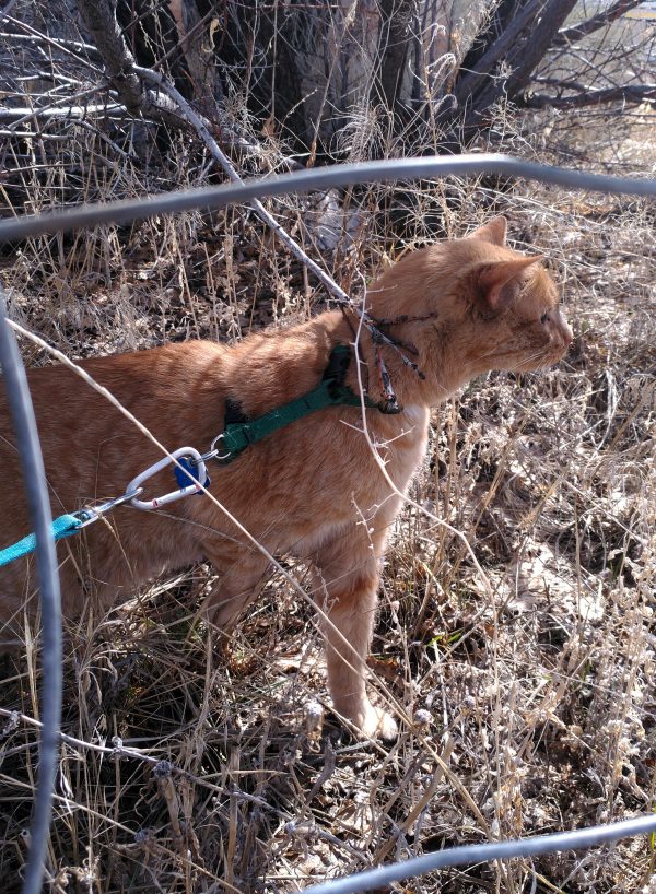 Loiosh is standing on ground covered with low brown plants, pulling at the leash which is stretched behind him. All of this is seen through widely separated metal wire that makes up the fence.