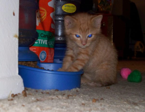Wee tiny butthead Loiosh at probably seven weeks old. He's sitting at a blue cat food bowl; in fact he's got his front paws in it. His eyes reflect blue back from the camera flash. He looks cranky, or possibly half asleep.