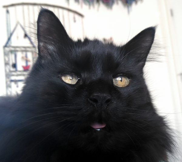 A closeup on Hades' face. He's gazing majestically off into the distance. Also the very tip of his tongue is sticking out.