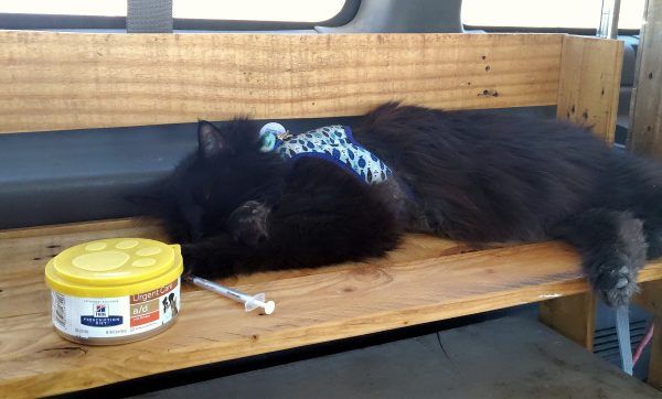 Hades is asleep on a wooden shelf in the van. In front of him is a lidded can of cat food & a syringe without the needle.
