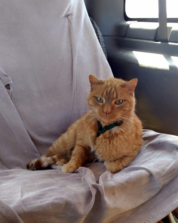Loiosh is laying in a chair in the van, staring at the camera. His harness is, indeed, fastened so the back strap runs up his chest. He didn't care.